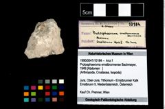 Foto (Objekt + Etikett) von Protosphaeroma ernstbrunnense (Bachmayer, 1949)  (NHMW-GEO-1990-0041-10184)